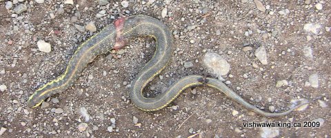 dead garter snake killed by an ATV