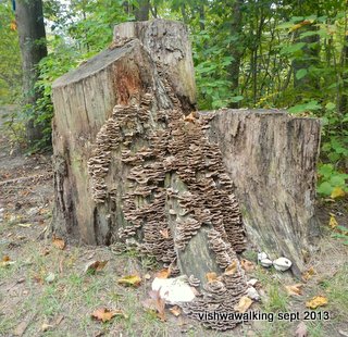 Foley Mountain: fungus-covered stump at the parking lot and the start of the trail