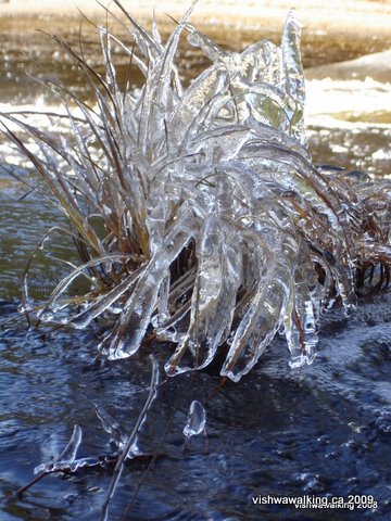 Ice grass beside Nesowadnehunk Stream