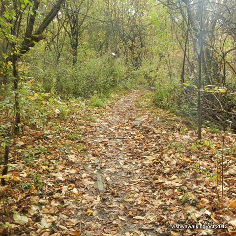 Bruce trail, after Queenston quarry, mostly flat