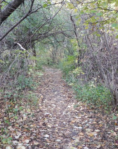 Bruce Trail-view of the trail, mostly flat