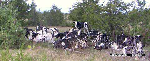 cows hunkering down north of #401 and Napanee