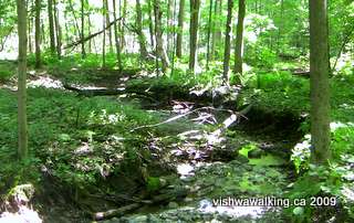 Ganaraska Trail, little stream west of Walker and 10th line juncrion