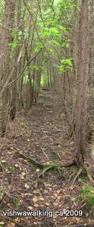 Ganaraska Trail, corridor on railbed, south of Hope Township's 5th line.
