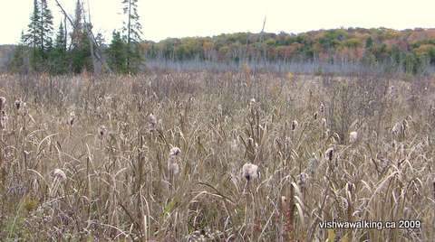 Hastings Heritage Trail, marsh south of Malone