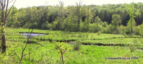 Hastings heritage Trail, stream, western side, north of Marmora Station