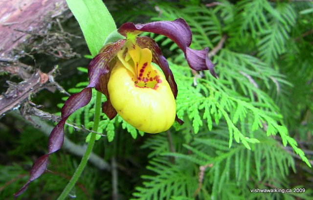 Trail of Two Lakes, orchid south of Hastings Heritage Trail