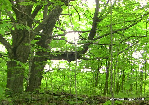 Trail of Two Lakes, Robin Hood tree, north of Mill Road, west side of trail