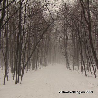 montreal-mont-royal-misty path