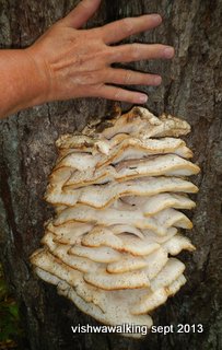 Foley Mountain: a mass of Fungus on a tree. Foley Mountain: a mass of Fungus on a tree.