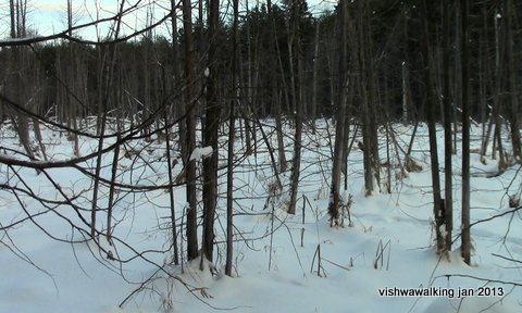 O'Hara Mill - Creekside Trail - swamp