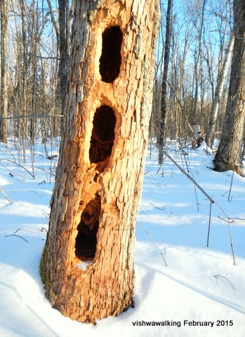 vanderwater-holy-tree