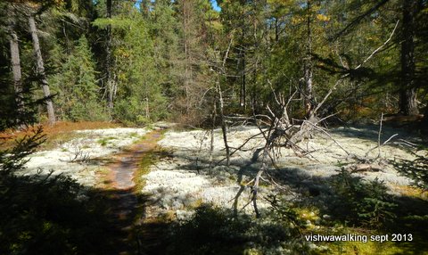 algonquin-bucholtz lake - lichen on the path west of the lake
