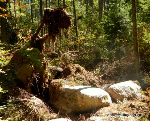 algonquin - bucholtz lake - north-east side - upended roots in the rock garden
