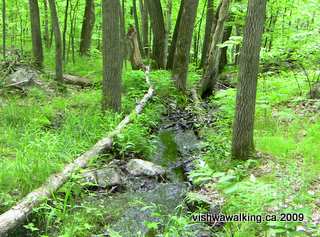Gould Lake Conservation Area, Brook at Brook Junction