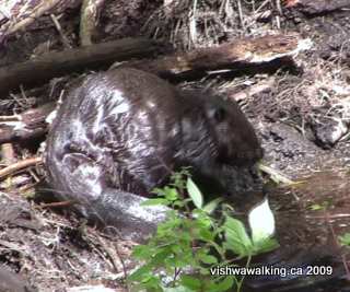 Gould lake Conservation Area, beaver in swamp south of Bedford Road