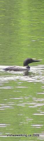 Rideau Trail, Salmon lake Road, loon on North Otter Lake by the road.