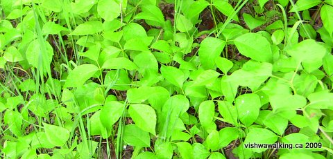poison ivy