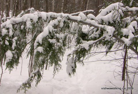 Rideau Trail, bending pine, Knowlton Lake