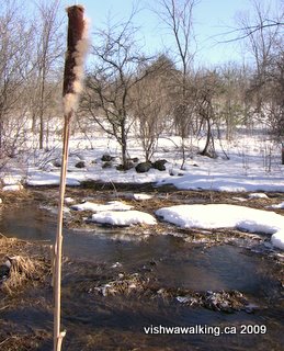 north of Sydenham, cattail