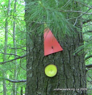 Rideau Trail, orange triangle (with yellow tip), north of Gould Lake Conservation Area