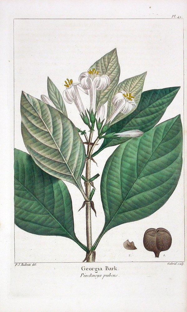 michaud, print of Georgia Bark, from the North American Sylva